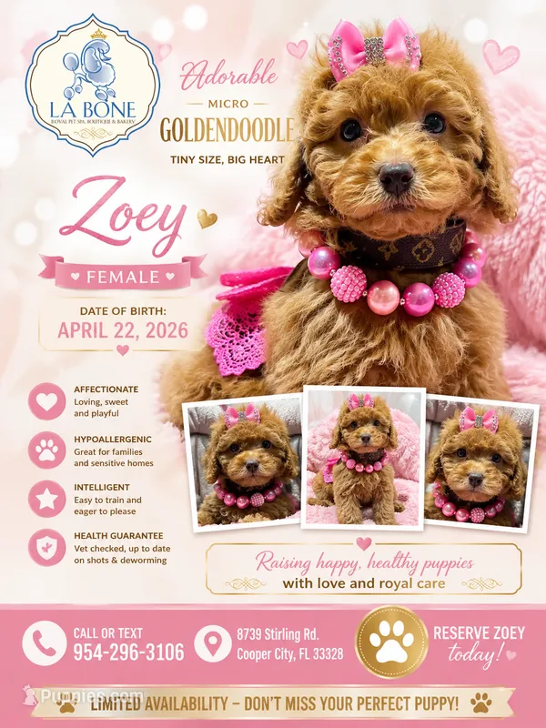 Zoey  – Miniature Goldendoodle puppy for sale in Cooper City, FL