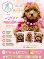 Zoey , a female Miniature Goldendoodle for sale in Cooper City, FL – 1 of 5