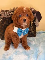 Mark, a male Cavapoo for sale in Cooper City, FL – 2 of 8
