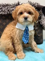  Charlie , a male Cavapoo for sale in Cooper City, FL – 3 of 6