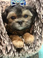 Albert , a male Morkie for sale in Cooper City, FL – 6 of 6