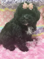 Ebony , a female Yorkipoo for sale in Cooper City, FL – 2 of 4