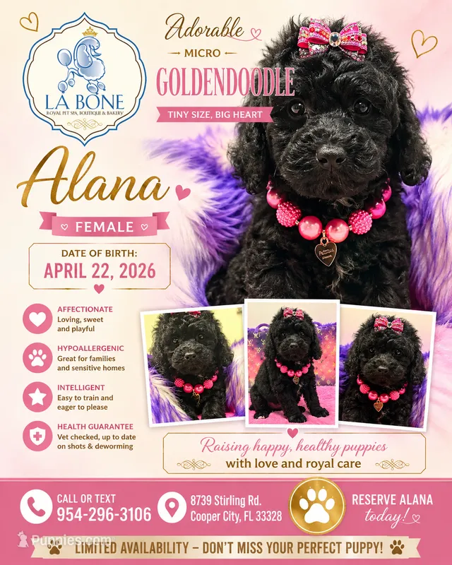 Alana  – Miniature Goldendoodle puppy for sale in Cooper City, FL