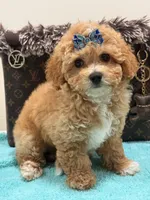 Charlie , a male Maltipoo for sale in Cooper City, FL – Photo 4 of 5