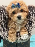 Charlie , a male Maltipoo for sale in Cooper City, FL – Photo 5 of 5