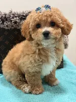 Charlie , a male Maltipoo for sale in Cooper City, FL – Photo 1 of 5