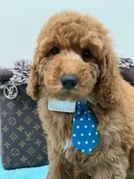 Clifford , a male Miniature Goldendoodle for sale in Cooper City, FL – 2 of 4