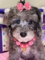 Lola, a female Cavapoo for sale in Cooper City, FL – 5 of 9