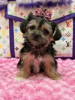 lulu, a female Morkie for sale in Cooper City, FL – 3 of 5