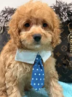 Sam, a male Cavapoo for sale in Cooper City, FL – 4 of 4