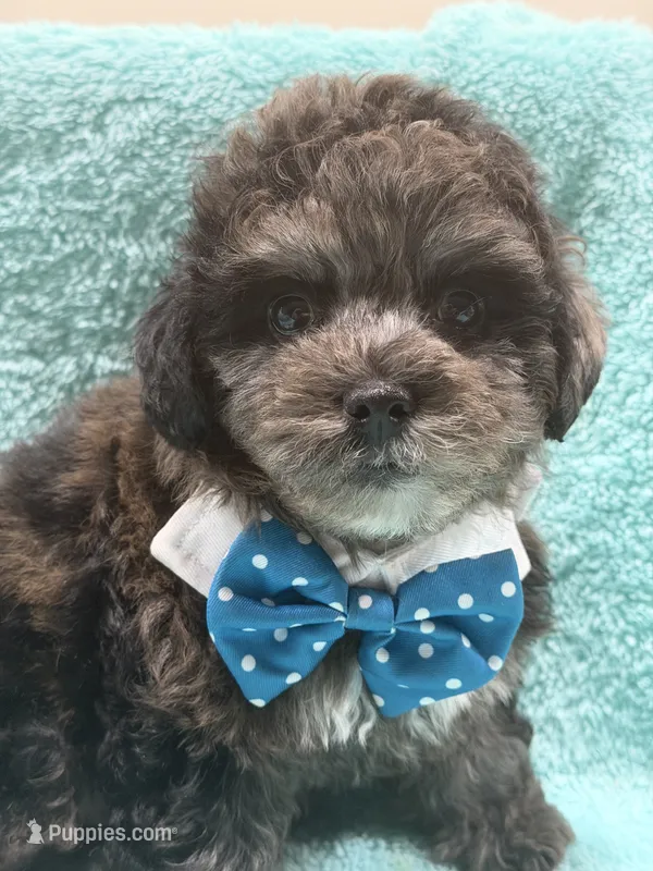 Blue – Yorkipoo puppy for sale in Cooper City, FL
