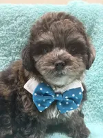 Blue, a male Yorkipoo for sale in Cooper City, FL – 1 of 5