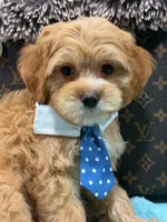  Charlie , a male Cavapoo for sale in Cooper City, FL – 4 of 6