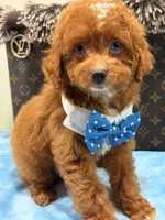 Mark, a male Cavapoo for sale in Cooper City, FL – 5 of 8