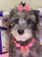 Lola, a female Cavapoo for sale in Cooper City, FL – 7 of 9