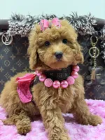 Zoey , a female Miniature Goldendoodle for sale in Cooper City, FL – 3 of 5