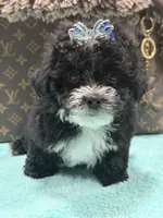 Lucas, a male Yorkipoo for sale in Cooper City, FL – 1 of 8