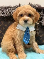  Charlie , a male Cavapoo for sale in Cooper City, FL – 6 of 6