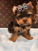 louis , a male Yorkshire Terrier for sale in Cooper City, FL – 5 of 5