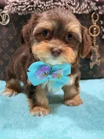 choco, a male Shihpoo and Poodle - Toy  for sale in Cooper City, FL – Photo 2 of 4