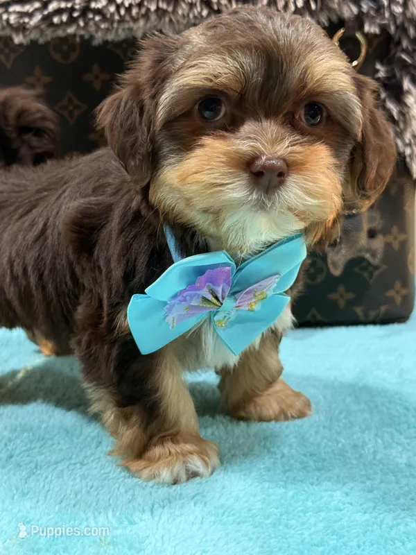 choco – Shihpoo, Poodle - Toy  puppy for sale in Cooper City, FL