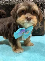 choco, a male Shihpoo and Poodle - Toy  for sale in Cooper City, FL – Photo 1 of 4