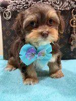 choco, a male Shihpoo and Poodle - Toy  for sale in Cooper City, FL – Photo 3 of 4