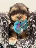 choco, a male Shihpoo and Poodle - Toy  for sale in Cooper City, FL – Photo 4 of 4