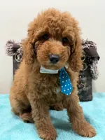 Clifford , a male Miniature Goldendoodle for sale in Cooper City, FL – 3 of 4