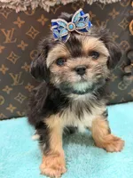 Albert , a male Morkie for sale in Cooper City, FL – 4 of 6
