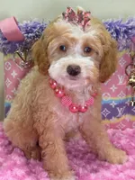 Mimi, a female Cavapoo for sale in Cooper City, FL – 4 of 8