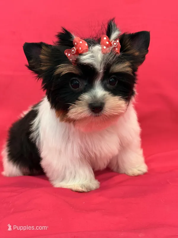sisi – Yorkshire Terrier puppy for sale in Cooper City, FL