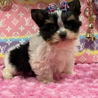 sisi, a female Yorkshire Terrier for sale in Cooper City, FL – Photo 2 of 8