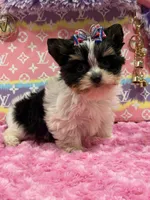 sisi, a female Yorkshire Terrier for sale in Cooper City, FL – Photo 4 of 5