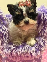 sisi, a female Yorkshire Terrier for sale in Cooper City, FL – Photo 5 of 5