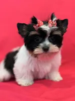 sisi, a female Yorkshire Terrier for sale in Cooper City, FL – Photo 3 of 8