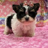 sisi, a female Yorkshire Terrier for sale in Cooper City, FL – Photo 5 of 8