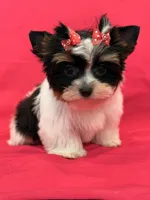 sisi, a female Yorkshire Terrier for sale in Cooper City, FL – Photo 4 of 8