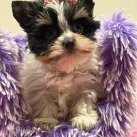 sisi, a female Yorkshire Terrier for sale in Cooper City, FL – Photo 7 of 8