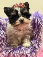 sisi, a female Yorkshire Terrier for sale in Cooper City, FL – Photo 3 of 5