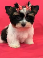 sisi, a female Yorkshire Terrier for sale in Cooper City, FL – Photo 8 of 8