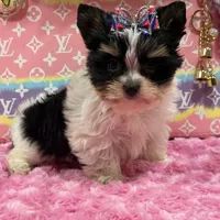 sisi, a female Yorkshire Terrier for sale in Cooper City, FL – Photo 6 of 8