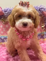 Mimi, a female Cavapoo for sale in Cooper City, FL – 5 of 8