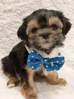 Albert , a male Morkie for sale in Cooper City, FL – 5 of 6