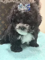 Lucas, a male Yorkipoo for sale in Cooper City, FL – 4 of 8