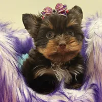 Cloe, a female Yorkshire Terrier for sale in Cooper City, FL – Photo 10 of 10