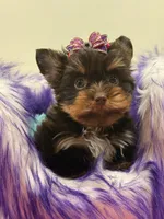 Cloe, a female Yorkshire Terrier for sale in Cooper City, FL – Photo 5 of 8