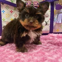 Cloe, a female Yorkshire Terrier for sale in Cooper City, FL – Photo 2 of 10