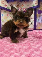 Cloe, a female Yorkshire Terrier for sale in Cooper City, FL – Photo 1 of 8