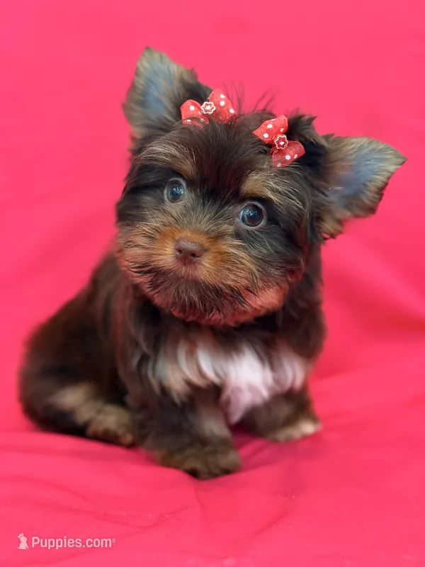 Cloe – Yorkshire Terrier puppy for sale in Cooper City, FL